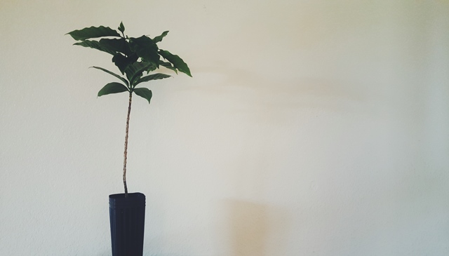 An arabica coffee tree we picked up